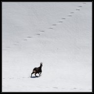 faune de nos montagnes 2